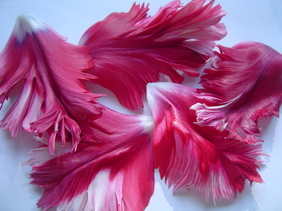 Tulip petals - group